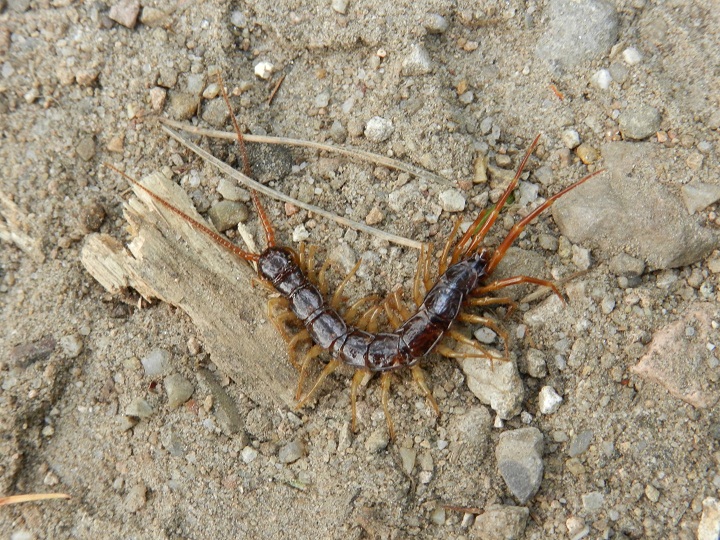 Lithobius sp.