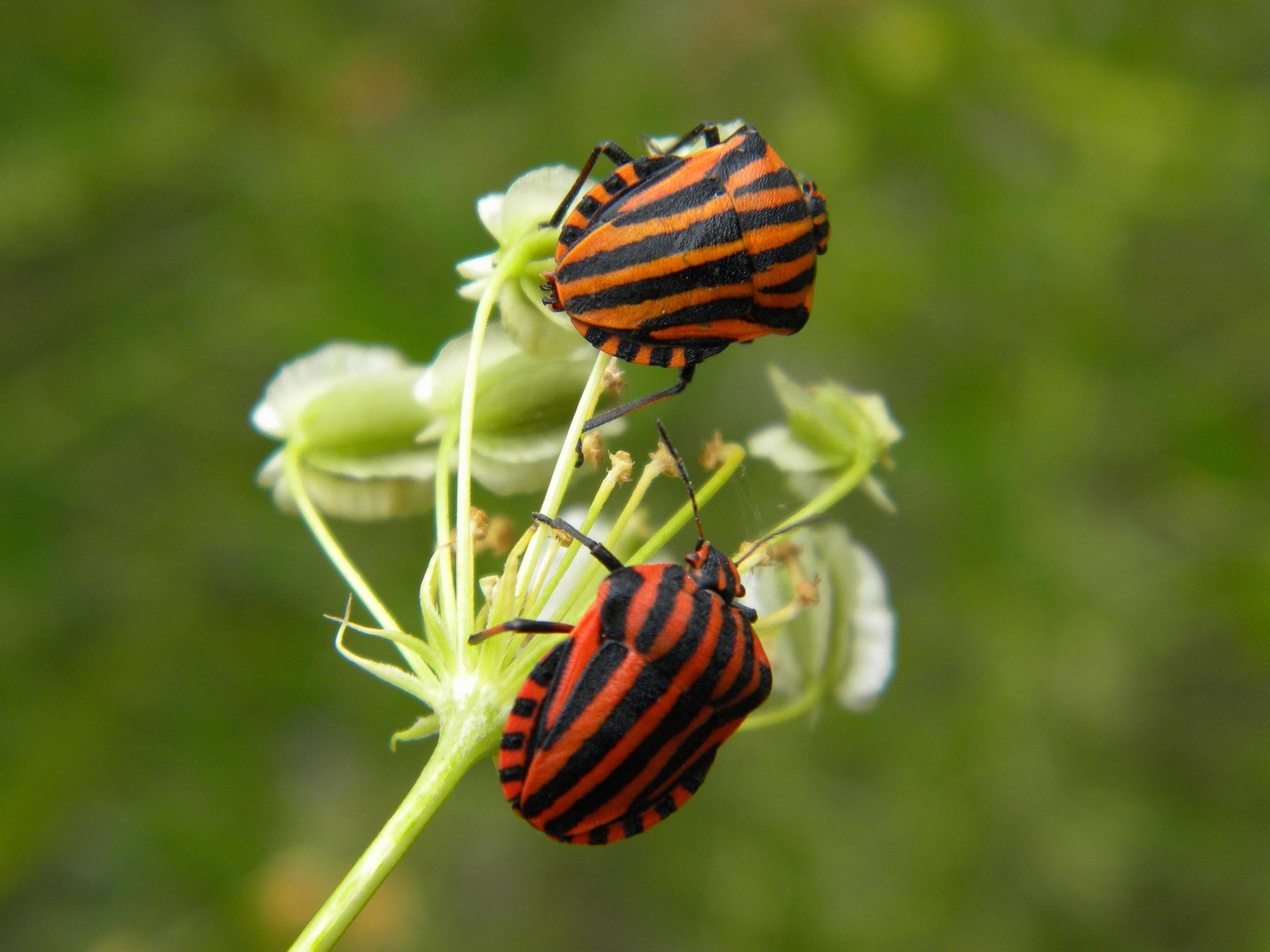 Graphosoma italicum