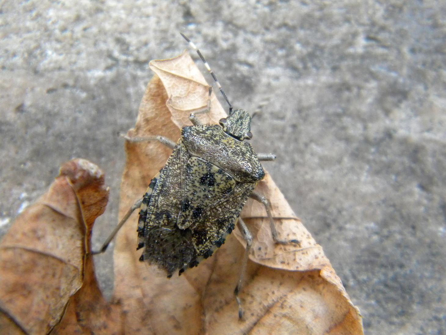 Pentatomidae:  Rhaphigaster nebulosa