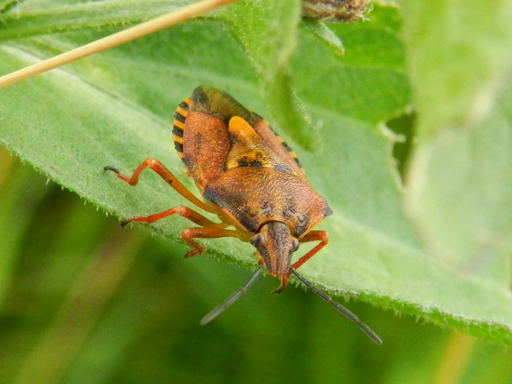 Pentatomidae: Carpocoris cf purpureipennis della Lombardia