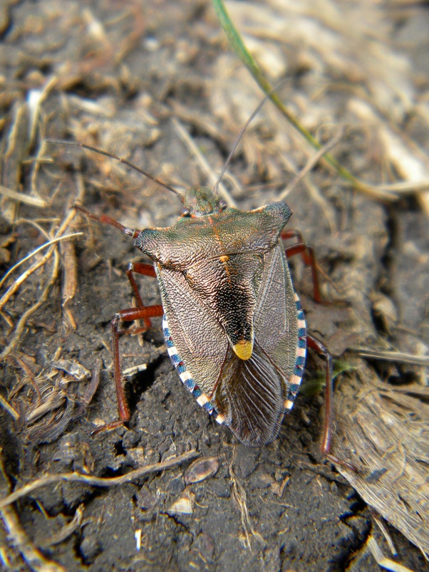 Pentatomidae: Pentatoma rufipes 