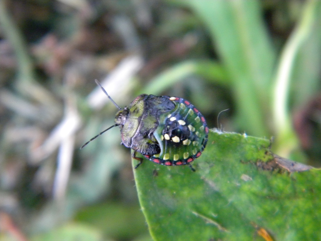 Nezara viridula