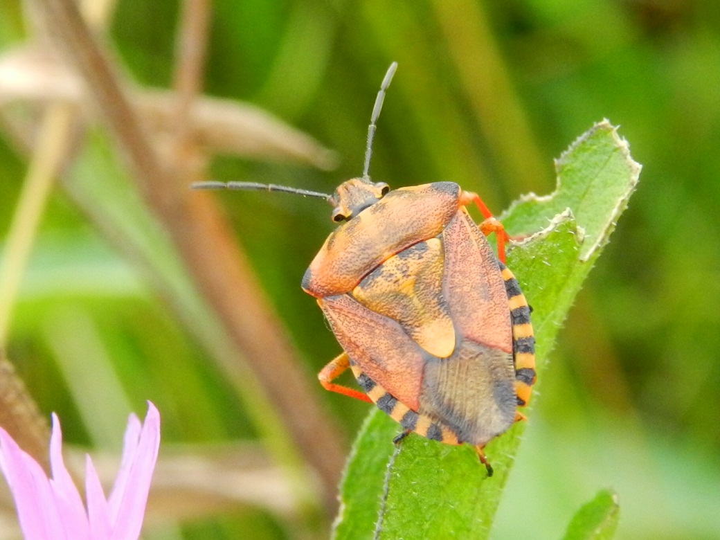 Pentatomidae: Carpocoris cf purpureipennis della Lombardia