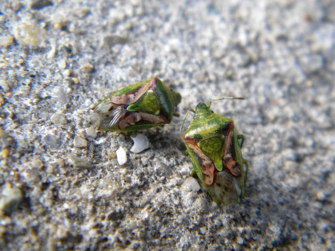 Acanthosomatidae: Cyphostethus tristriatus di Grandate (CO)