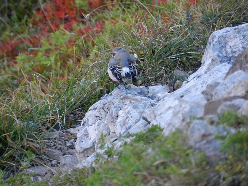 Scatti dalle Dolomiti