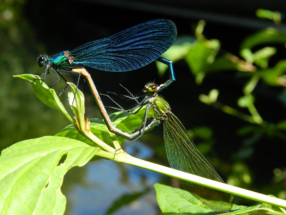 Damigelle in accoppiamento - Calopteryx splendens