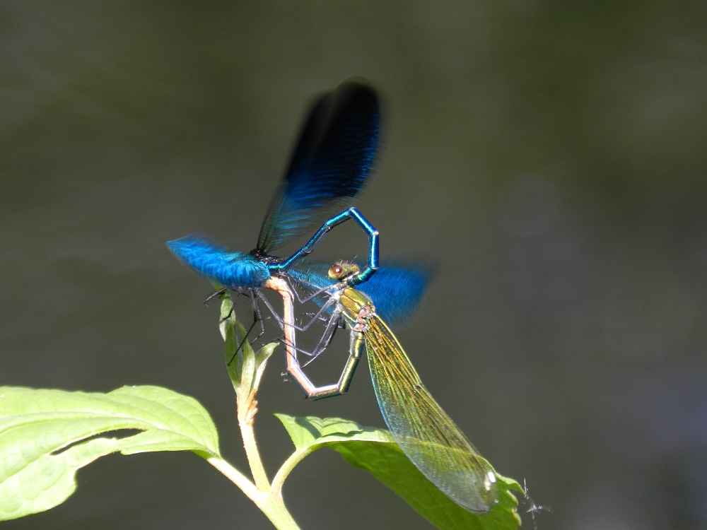 Damigelle in accoppiamento - Calopteryx splendens