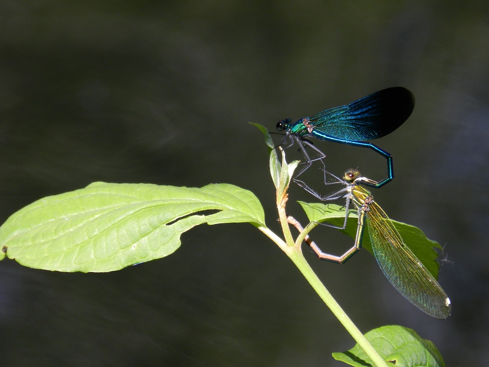 Damigelle in accoppiamento - Calopteryx splendens