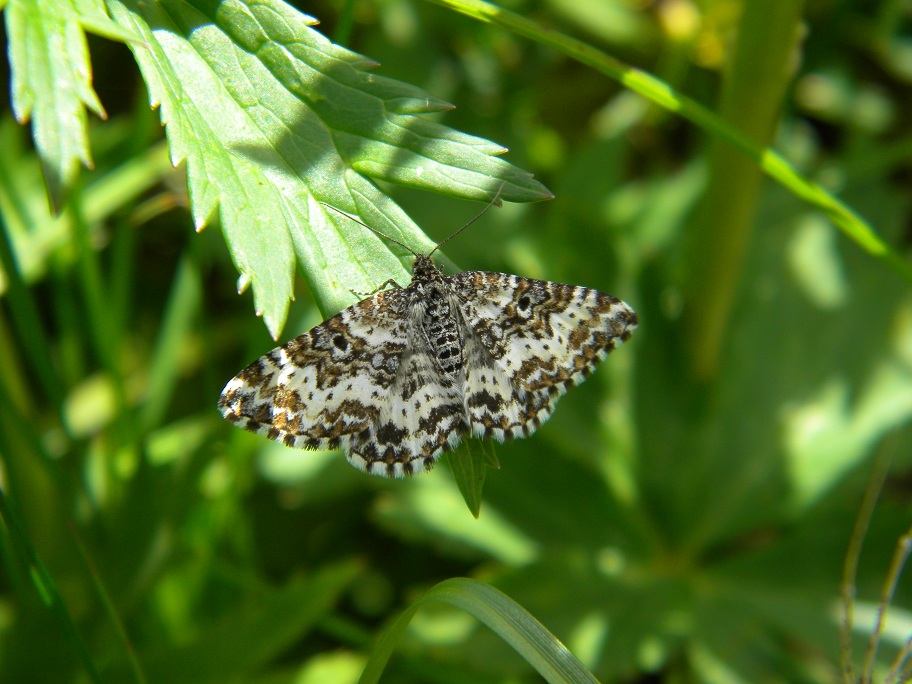 ID farfalle d''alta quota