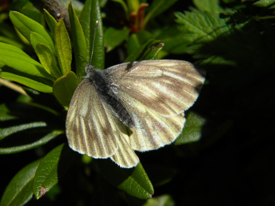 ID farfalle d''alta quota