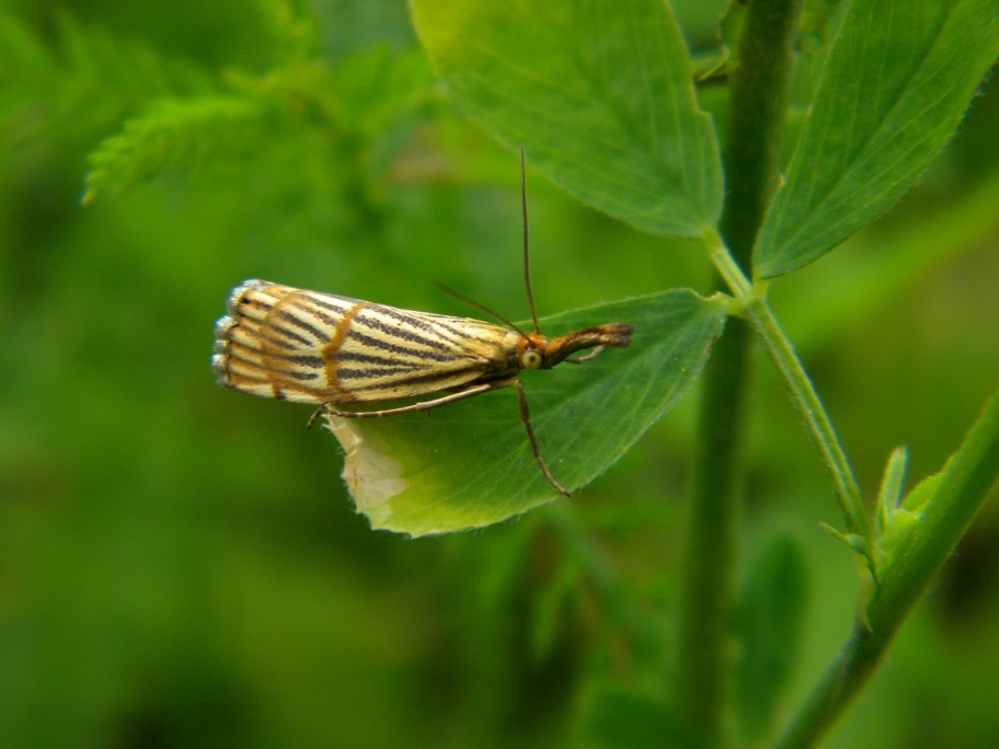 ID micro farfalle