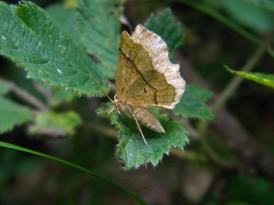 ID micro farfalle