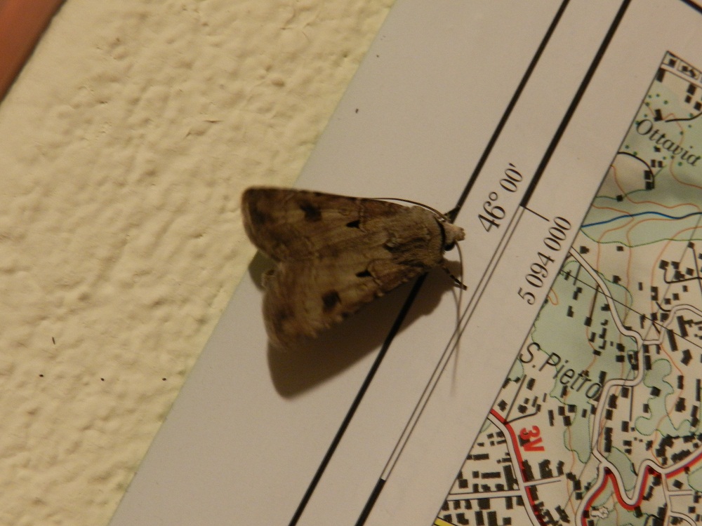 Agrotis exclamationis