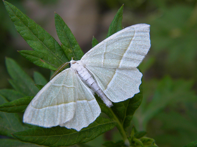 ID farfallina notturna