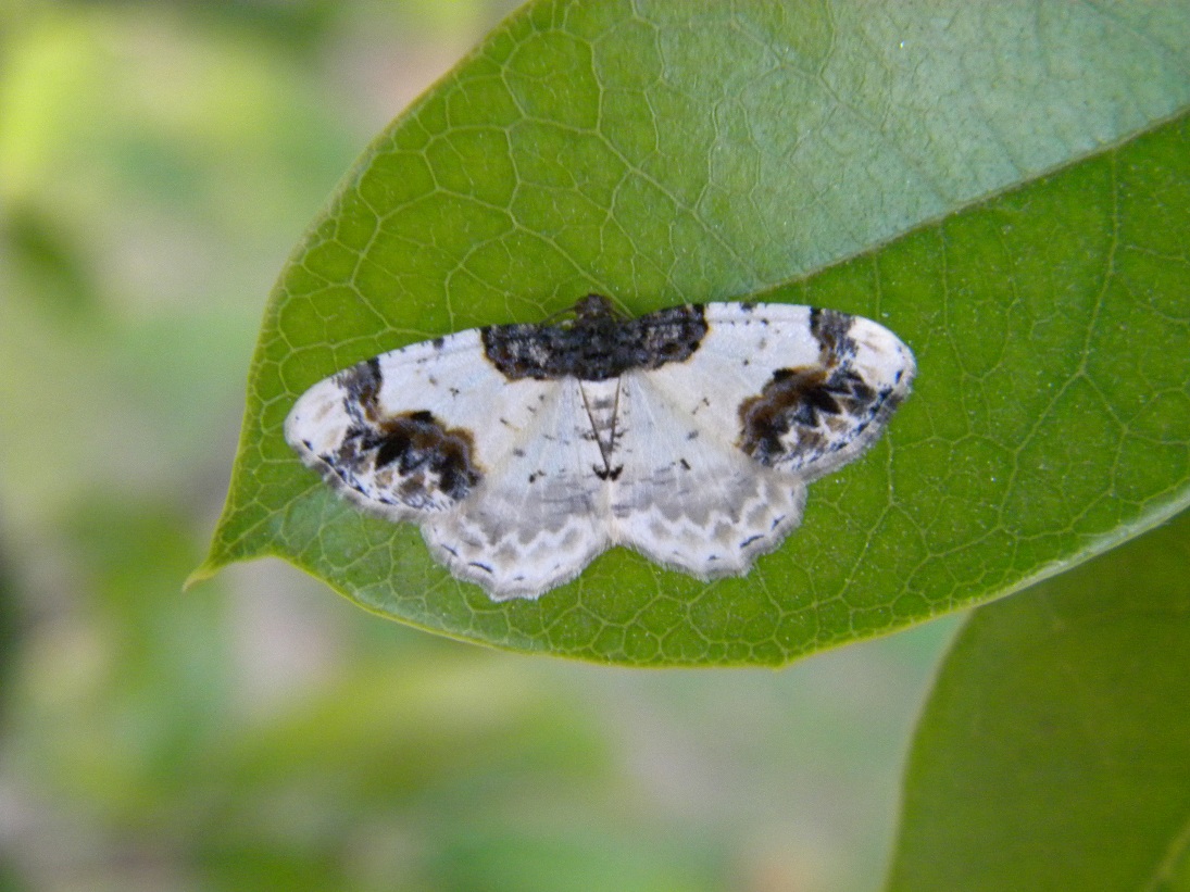 identificazione farfallina notturna - Ligdia adustata