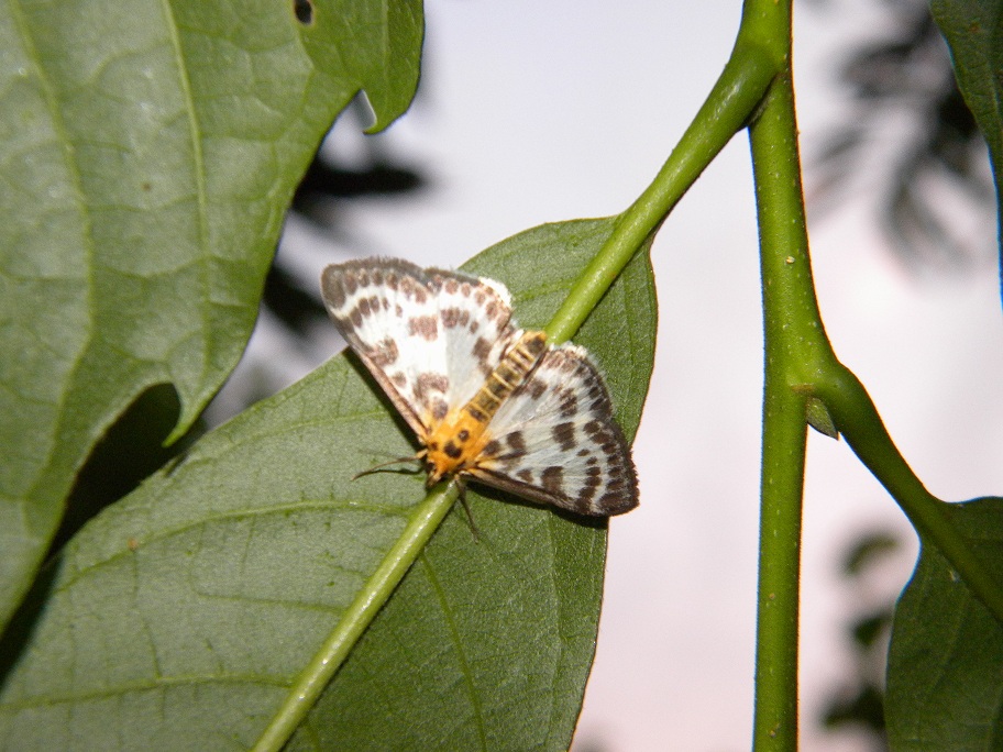 Eurrhypara hortulata - Pyralidae