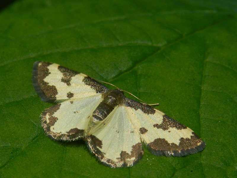 ID farfallina notturna