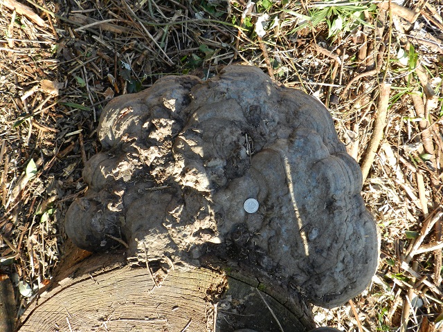 ID fungo del legno gigante (Fomitopsis pinicola)