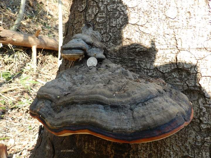 ID fungo del legno gigante (Fomitopsis pinicola)