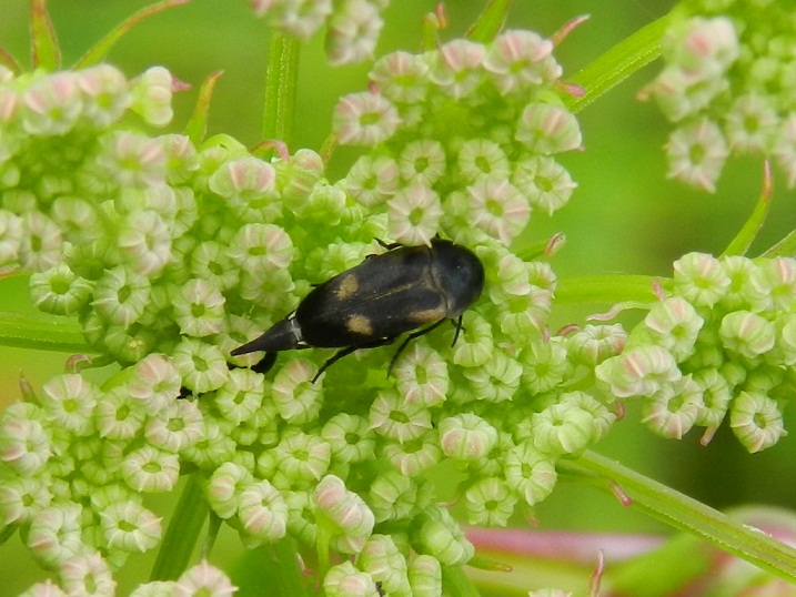 ID piccolo insetto (Mordellidae)