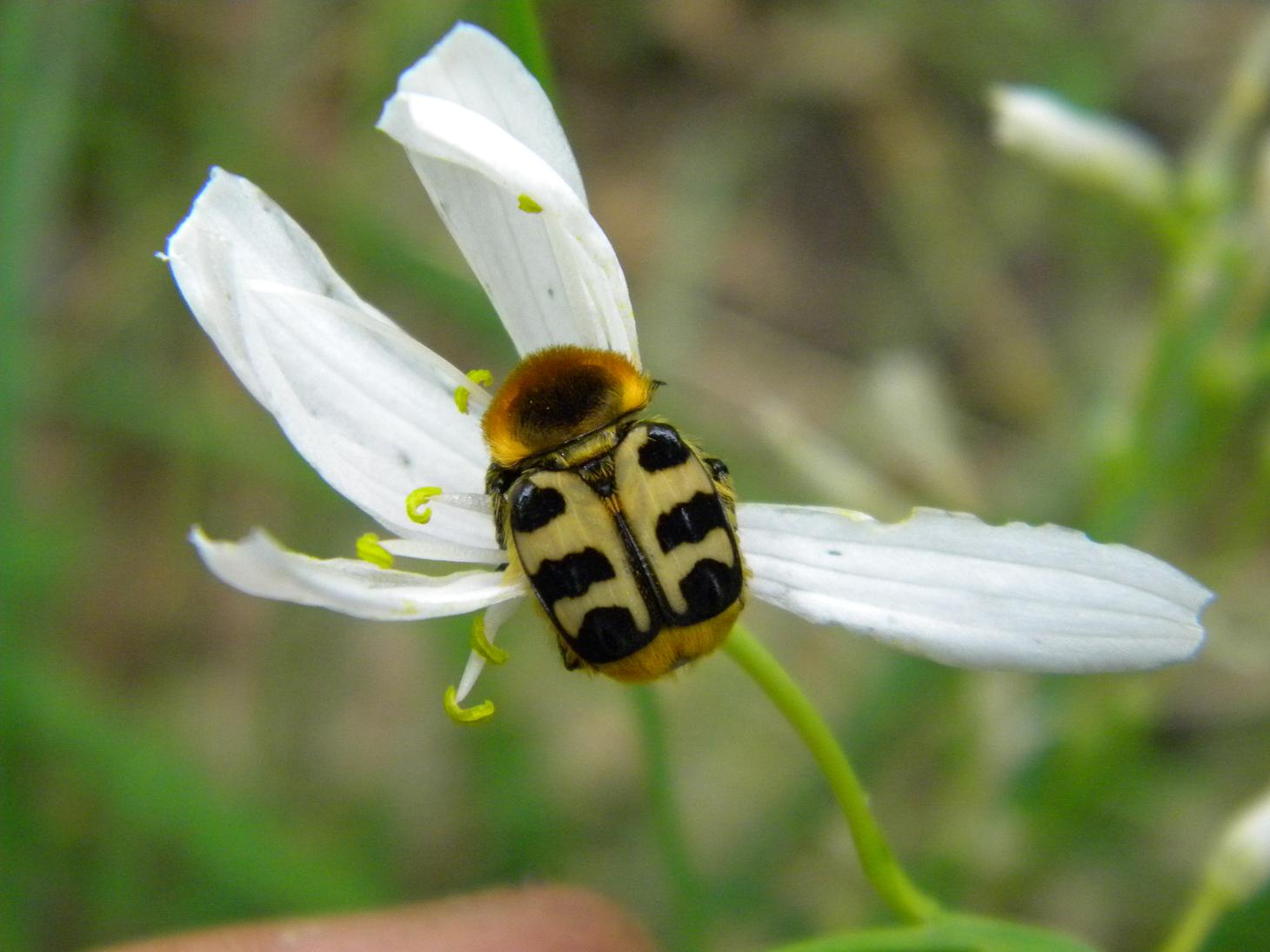 Trichius fasciatus