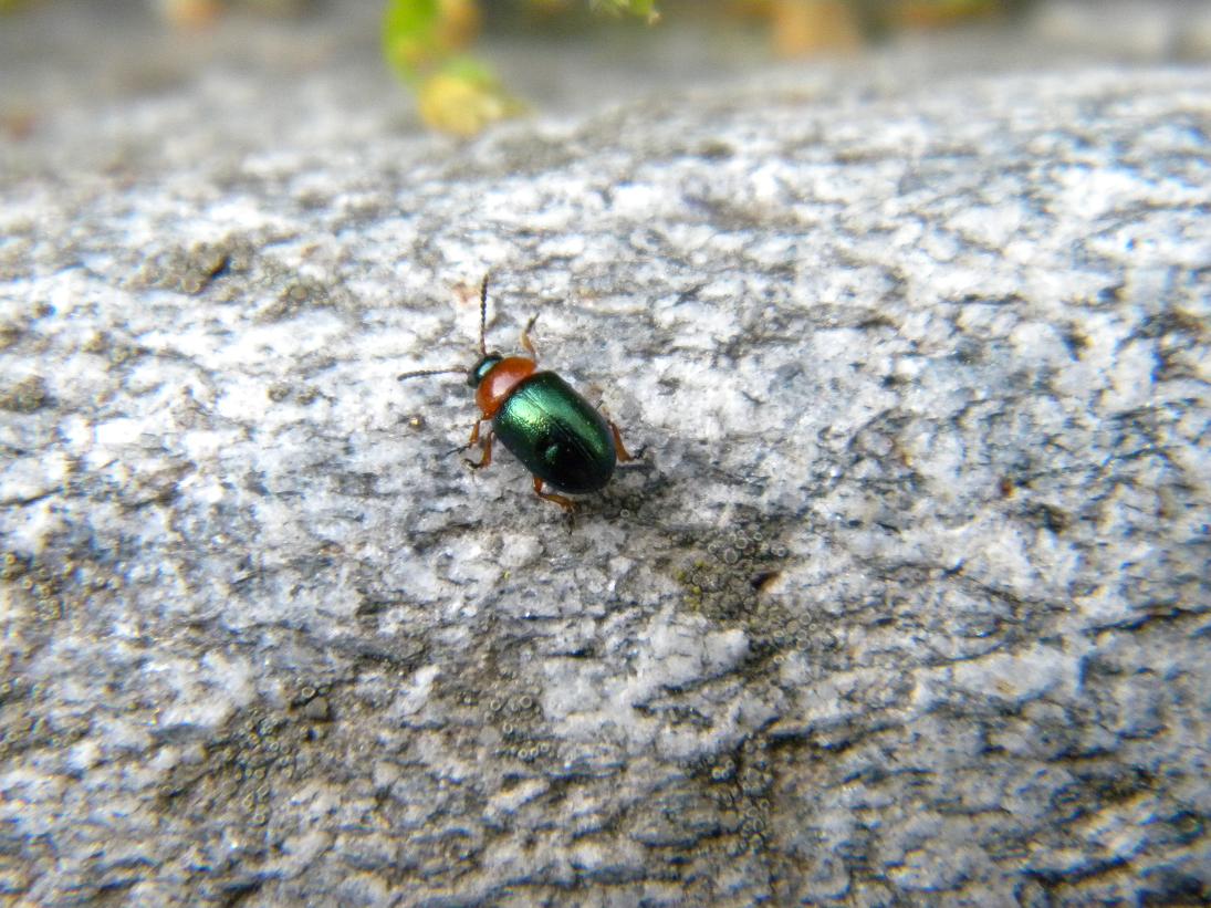 Gastrophysa sp. (Chrysomelidae)