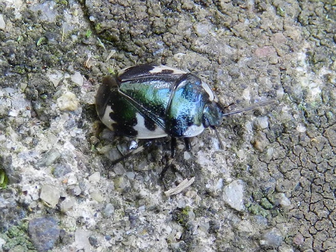 Cydnidae: Tritomegas bicolor della Lombardia (VA)