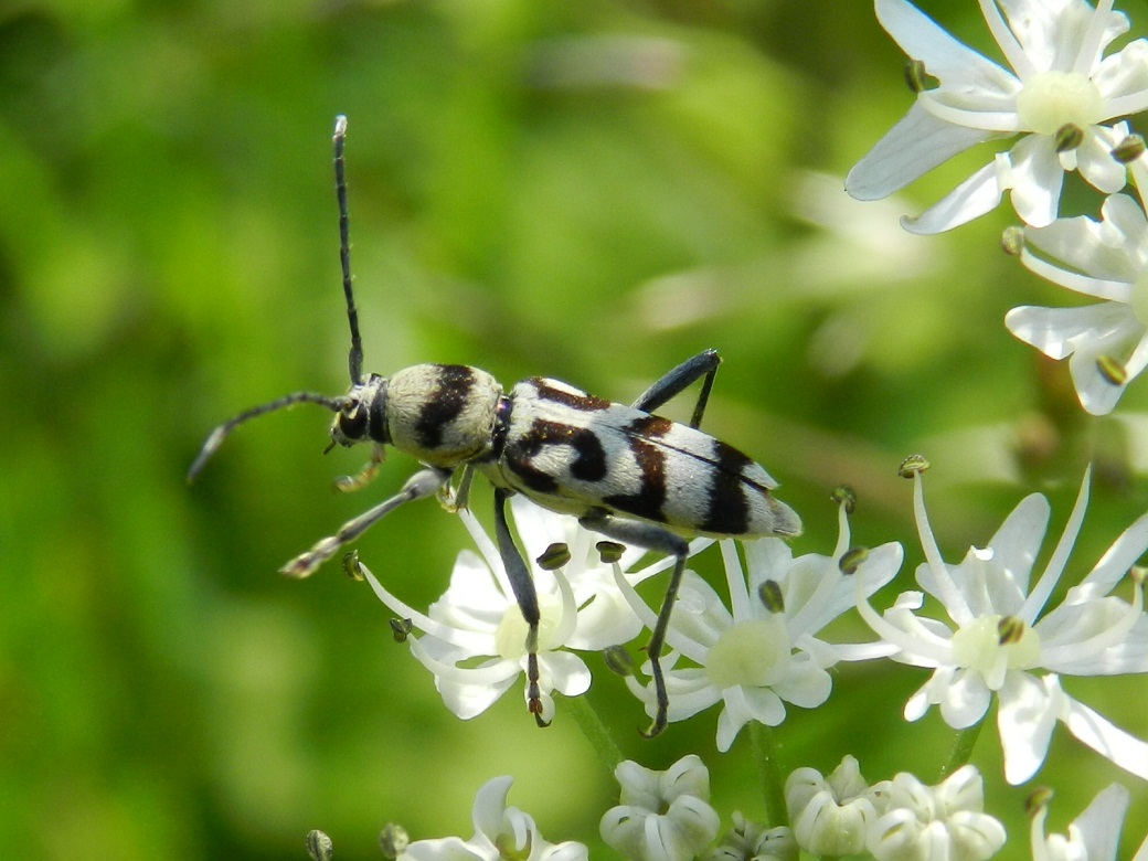 Chlorophorus varius (due colorazioni)