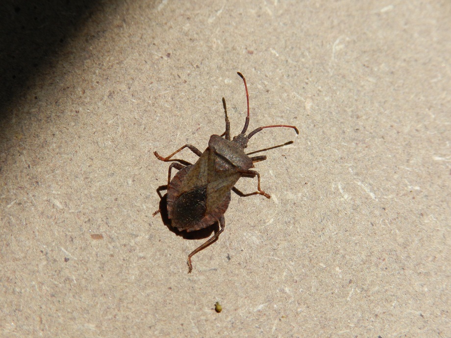 Coreidae: Coreus marginatus della Lombardia (VA)