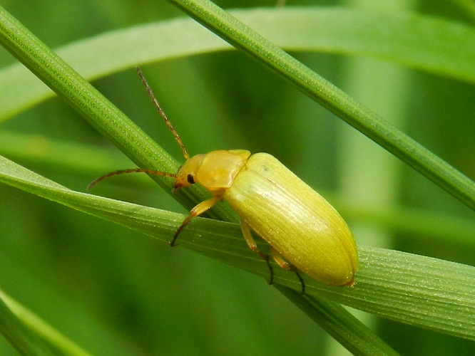 Cteniopus sulphureus (Tenebrionidae)