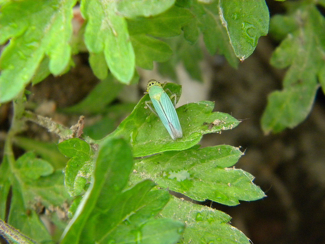 Cicadella viridis