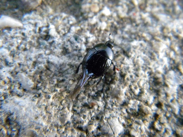 Margarinotus sp. - Histeridae, Histerinae