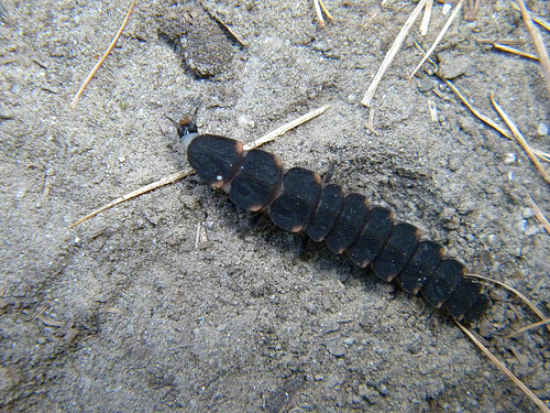 larva di Coleottero Lampiridae