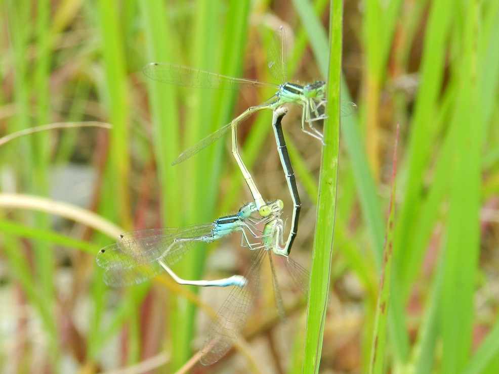 Ischnura elegans? in accoppiamento ma....