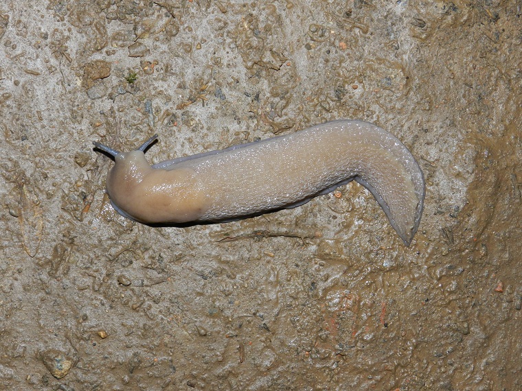 Gestroa (Limax) strobeli? - o Limax di testa blu?