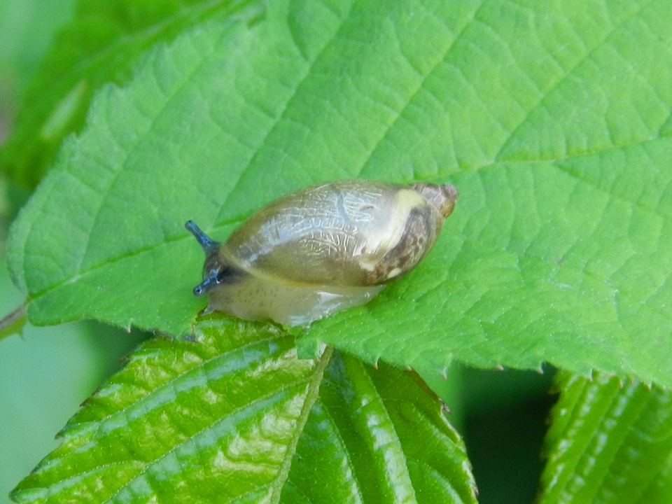 Succineidae