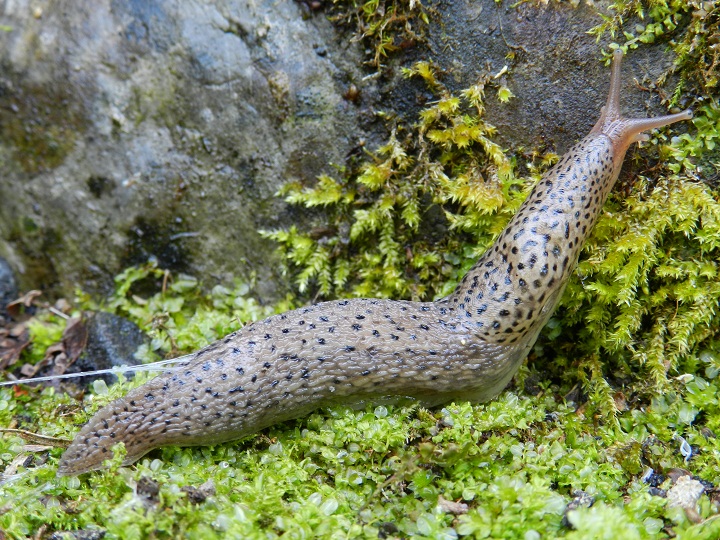 Limax maximus o millipunctatus?