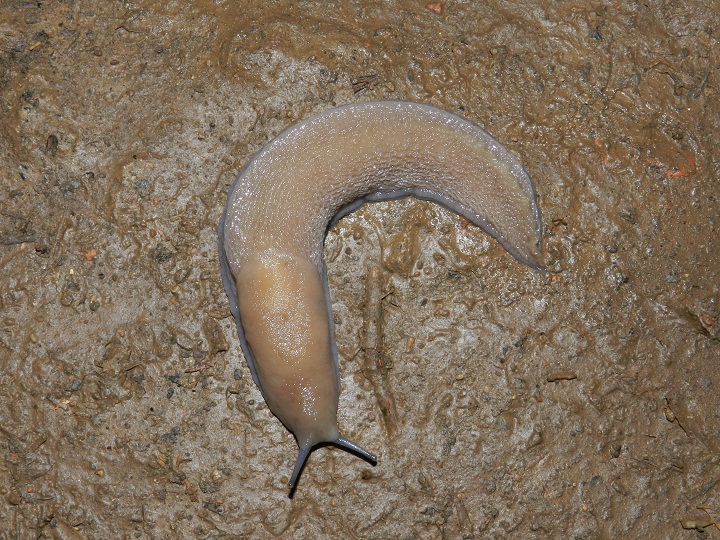 Gestroa (Limax) strobeli? - o Limax di testa blu?