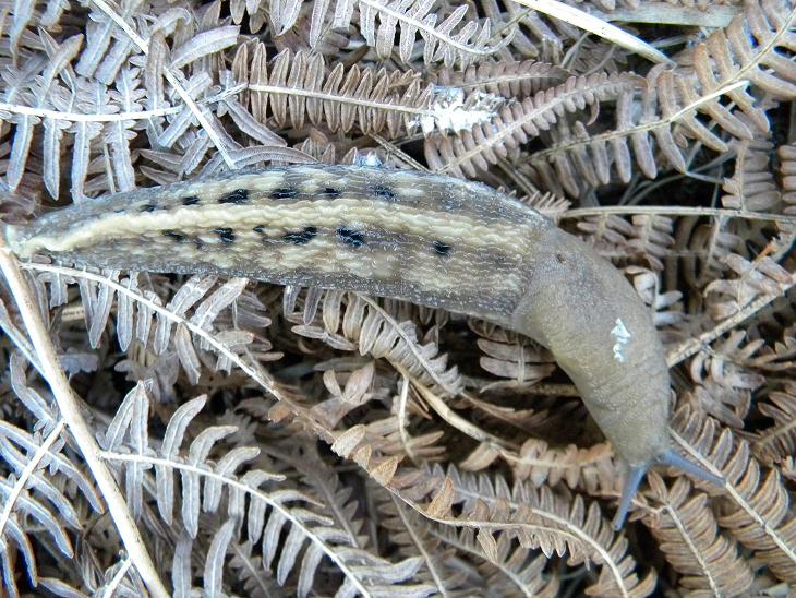 Limax alpinus Ferussac 1821  da Val Veddasca (VA)