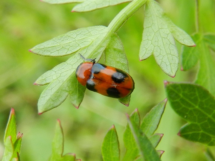 Chrysomelidae: Coptocephala scopolina