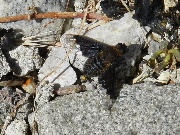 Hemipenthes morio (Bombyliidae)