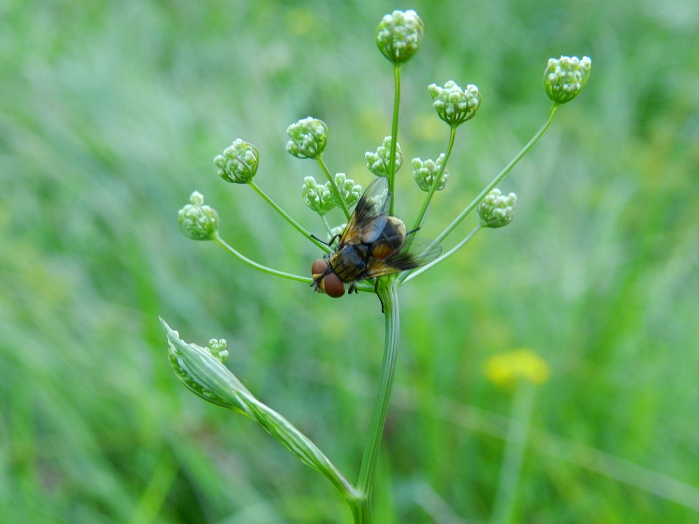 Ectophasia sp. (Tachinidae)