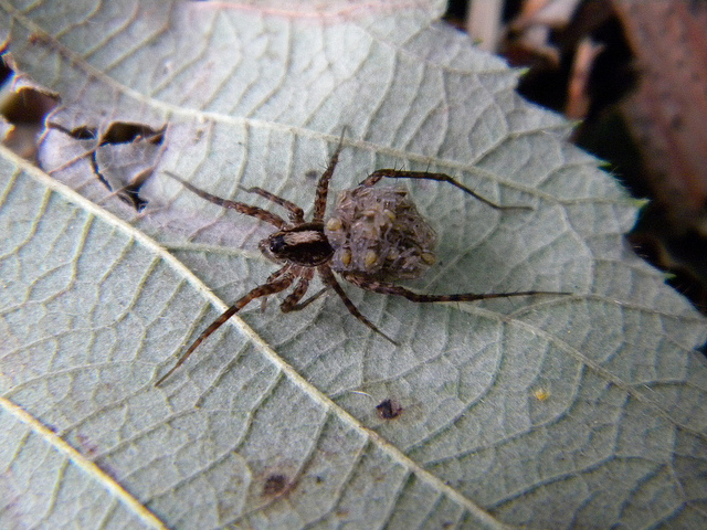 Pardosa sp.