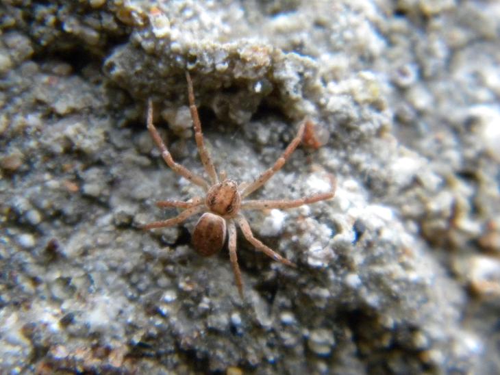 Philodromus sp.