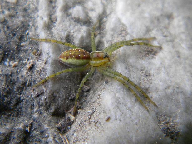 Dolomedes fimbriatus