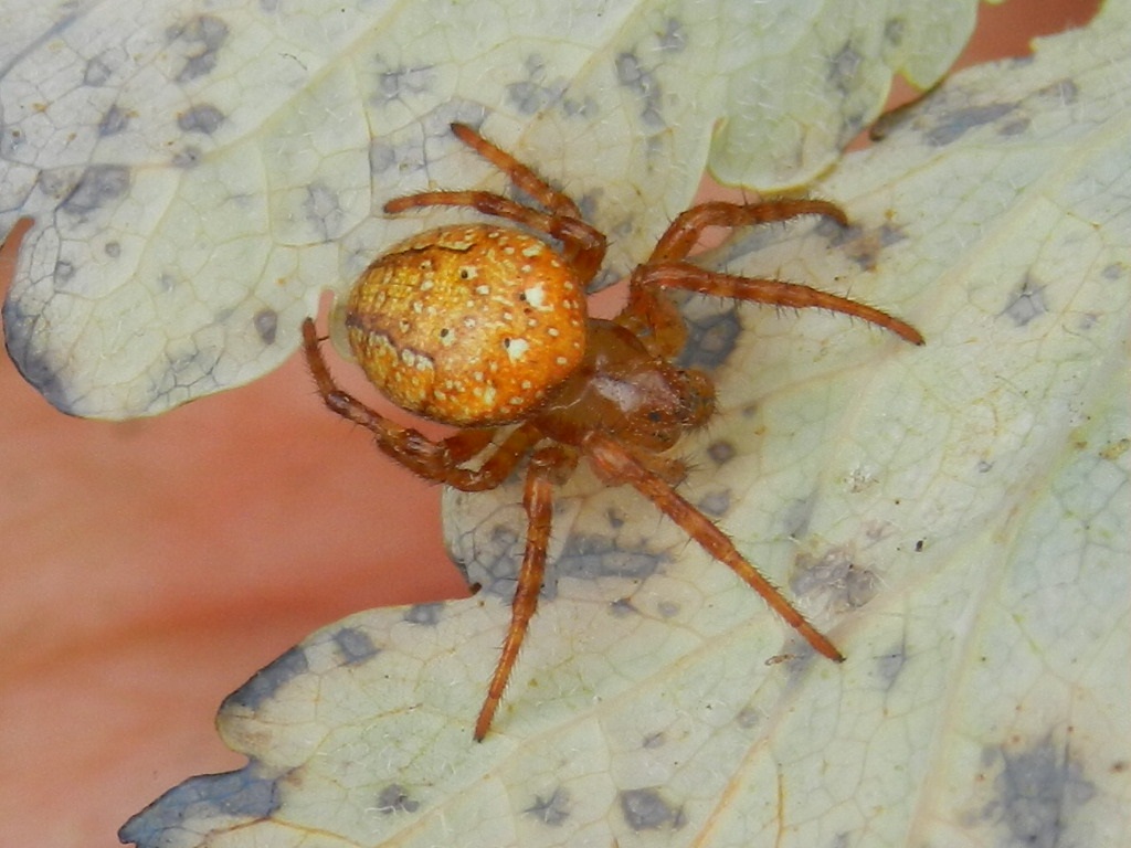 Araneus alsine