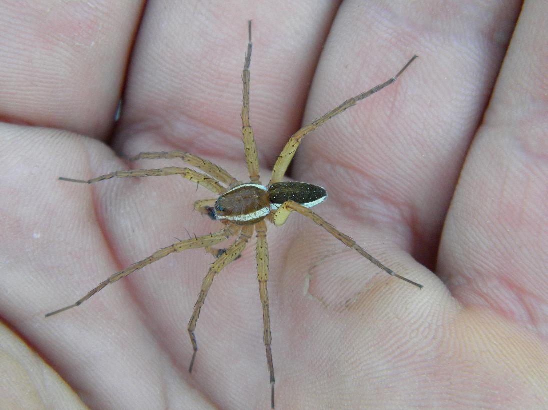 Dolomedes fimbriatus