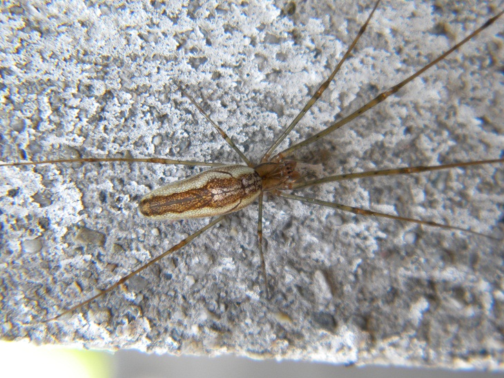 Tetragnatha sp.