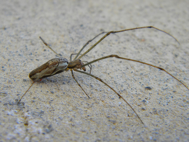 Tetragnatha sp.