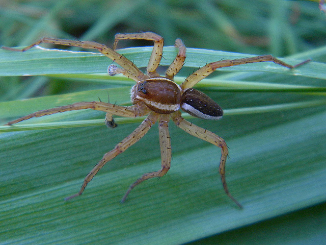 Dolomedes fimbriatus